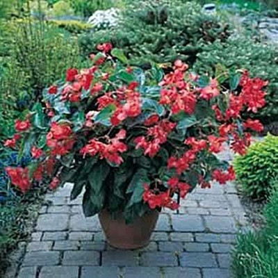 Qualtivate GBPUT-78 Begonia Seed Fibrous Dragon Wing Red Seed(25 per packet)