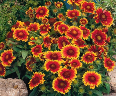 CEZIUS High GerminationGaillardia aristata Blanket flower Seed(25 per packet)