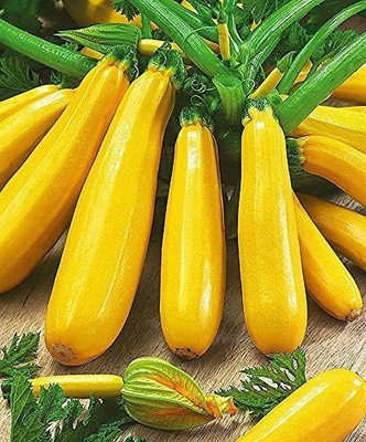 CYBEXIS VVI-72 - Zucchini Yellow - (75 Seeds) Seed(75 per packet)