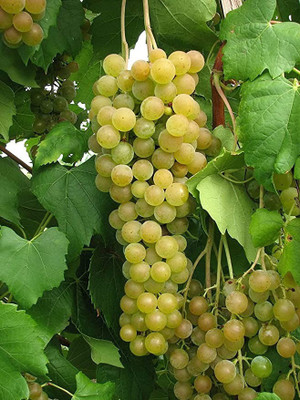 Aro Grapes, Green Grapes Seed(55 per packet)