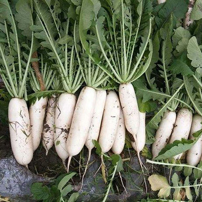 CYBEXIS F1 Hybrid White Radish Seeds600 Seeds Seed(600 per packet)