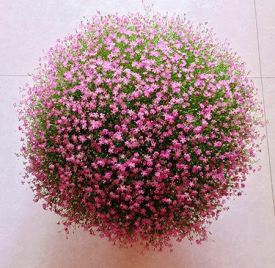 CYBEXIS Flowers -Gypsophila Covent Garden Seed(50 per packet)