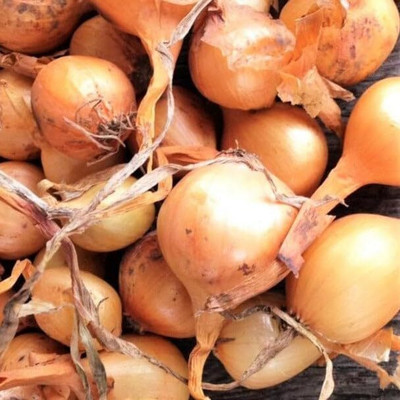 KNESSiN Heirloom Super Sweet Candy Onion Vegetable Seeds For Planting-(2400 Seeds) Seed(2400 per packet)