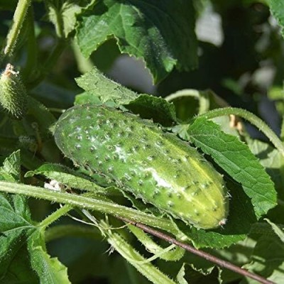 Qualtivate PUA-3A Cucumber Gherkin Seed(300 per packet)