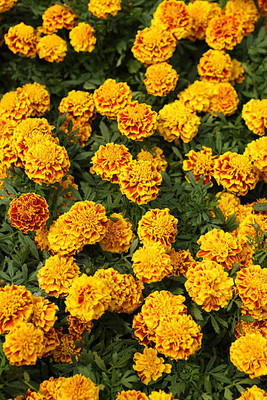 SSPLANTS marigold/gende ka phool flower seeds Seed(75 per packet)