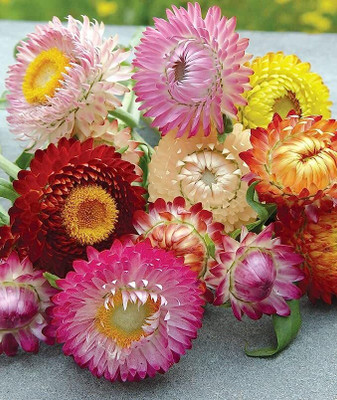 Lorvox Zinnia Double Mixed Color Flower Seed(40 per packet)