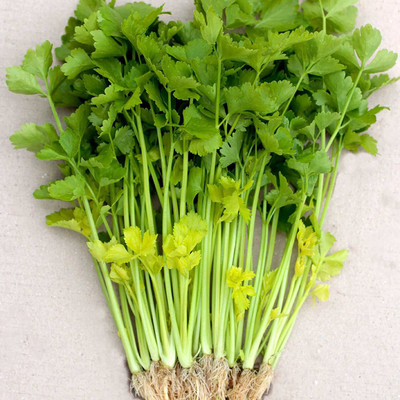 CYBEXIS VVI-21 - Chinese Celery - Yellow Stem - (750 Seeds) Seed(750 per packet)