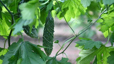 XOLDAA F1 BEST QUALITY BITTER GOURD SEEDS Seed(15 per packet)