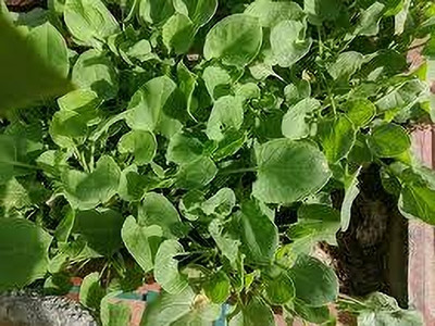 XOLDA Organic chukkakura Seed(20 per packet)