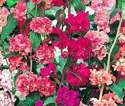 CYBEXIS Clarkia Elegans Double Mixed Flower Seeds Seed(50 per packet)