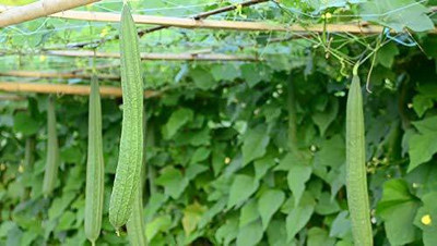 VibeX ® XXL-253 Tori / Ridge Gourd Seed Seed(50 per packet)