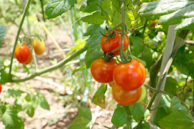 MOGEX tomato Seed(150 per packet)