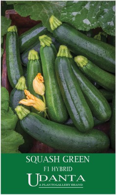 Udanta Zucchini Green - Squash Green F1 Hybrid Vegetable Seeds For Summer - 20 Seeds Seed(1 per packet)