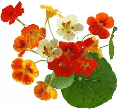 MAA Nasturtium Seed(24 per packet)