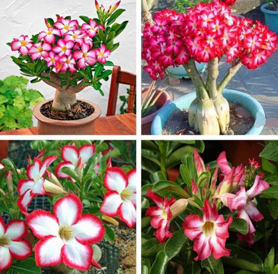 CRGO ADENIUM Seed(70 per packet)