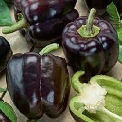 KANAYA Green Capsicum Seed(350 per packet)