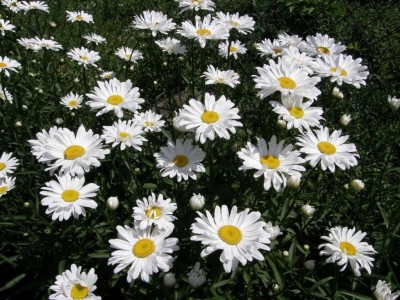 VibeX ® XXL-269 Ornamental Chamomile (Oxeye Daisy) Seed(250 per packet)