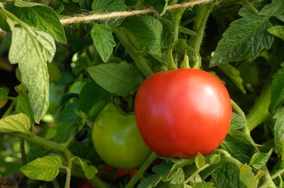 KANAYA tomato Seed(115 per packet)