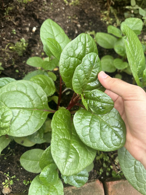 Seedsilk Store Malabar Spinach Seeds | Pui Saag Seeds | Ceylon Spinach Seed | Climbing Spinach Seed(50 per packet)