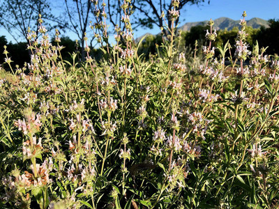 VibeX LX-98 - Black Sage - (150 Seeds) Seed(150 per packet)