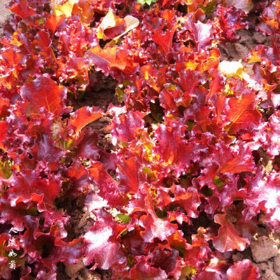 CYBEXIS Hardy Lettuce Red Leaves Seeds2000 Seeds Seed(2000 per packet)
