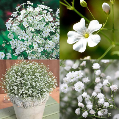 sbains Gypsophila flower seeds germination no of seeds 31 Seed(31 per packet)