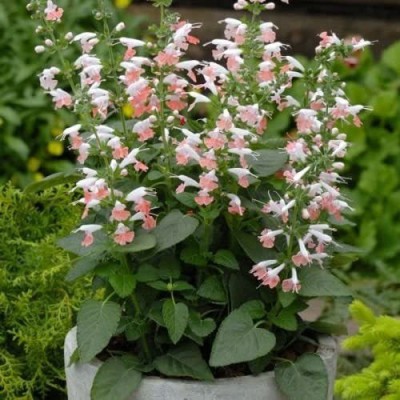 CYBEXIS Salvia Summer Jewel Pink Flower Seeds Seed(50 per packet)