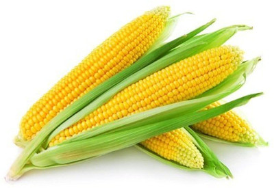 WILLVINE PUSA -X F1 Hybrid Navin Corn -[250g] Seed(1000 per packet)