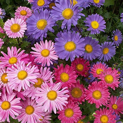 Lorvox Aster Seed(32 per packet)