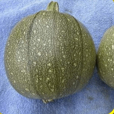VibeX ® RXI-522 Summer Squash Round Zucchini Seed(100 per packet)