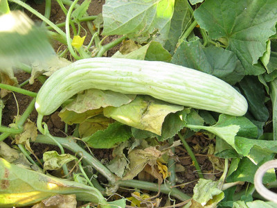 Qualtivate HUA-4A Kakdi / Long Melon Seed Seed(200 per packet)