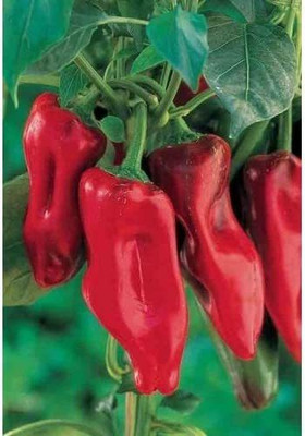 ENINE Chilli Seed(50 per packet)