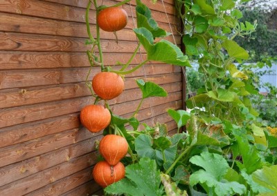 Qualtivate HUA-2A Unique-Shaped Sweet Orange Pumpkin Seed(50 per packet)