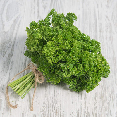 CYBEXIS GUA-66 - Triple Curled Parsley - (750 Seeds) Seed(750 per packet)
