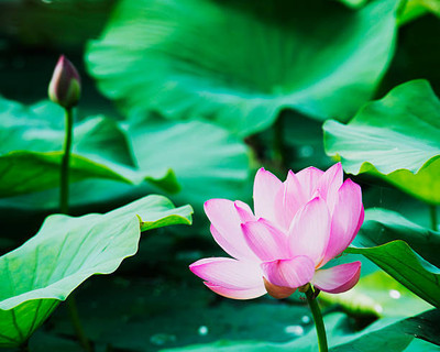 Seedshub lotus,kamal gatta Seed(14 per packet)