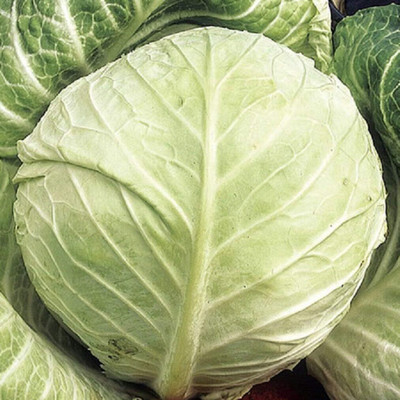 KNESSiN Cabbage Primo II Seed(200 per packet)