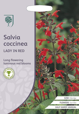 CYBEXIS Hybrid Seeds Salvia Seed(50 per packet)