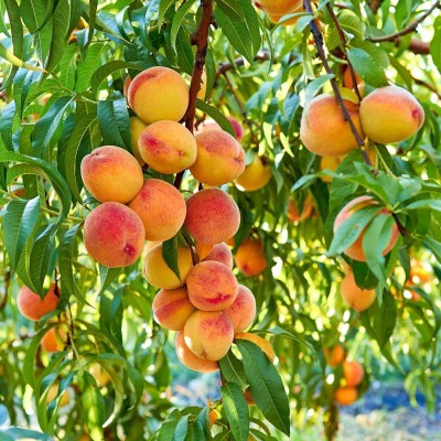 ACCELCROP Peach Fruit Seed(4 per packet)