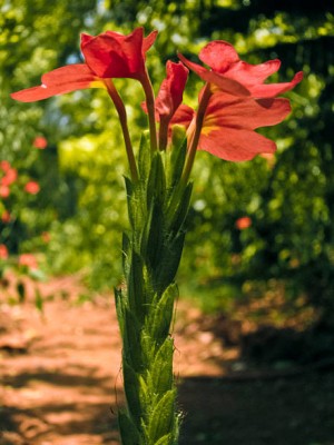 SONIRO kanakambaram-firecracker-crossandra Seed(100 per packet)