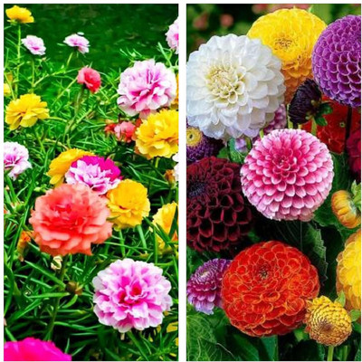 LPR MIX COMBO, FLOWER COMBOO Seed(15 per packet)