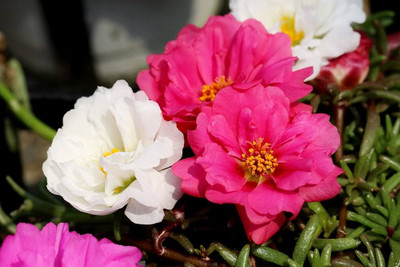 BDSresolve 9 o clock fower seeds (Portulaca flower seeds) PACK Seed(78 per packet)