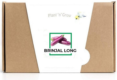 CYBEXIS Brinjal Long600 Seeds Seed(600 per packet)