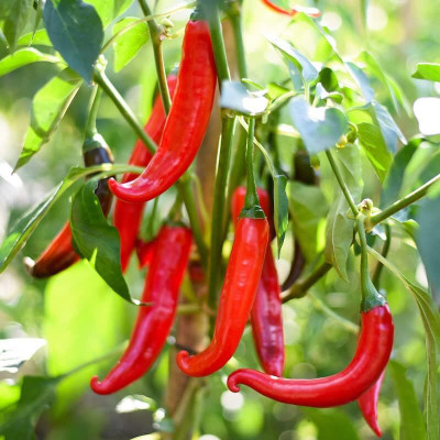 Biosnyg Disease-Resistant Red Cayenne Chilli Vegetable Seeds for Garden-(2000 Seeds) Seed(2000 per packet)