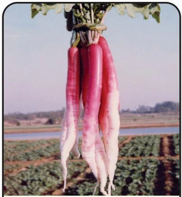 KNESSiN IX-48 Radish Half Red Imported Seed(200 per packet)