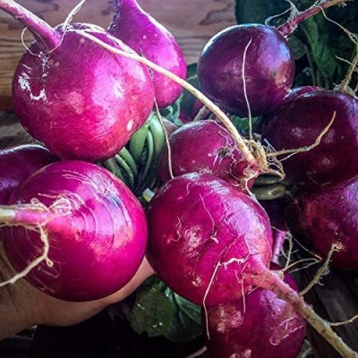 CYBEXIS LXI-90 - Purple Plum Radish - (250 Seeds) Seed(250 per packet)