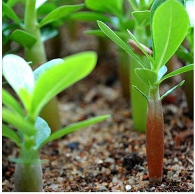 Qualtivate LX-221 Adenium Obesum Desert Rose Seeds Seed(30 per packet)
