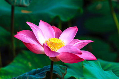 Alberts lotus,kamal gatta Seed(11 per packet)