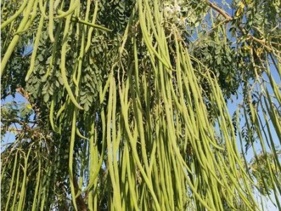 classic green earth Moringa Seeds Hybrid (Drumstick Seeds) Seed(15 per packet)