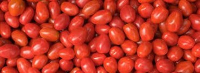 Oliver HYBRID F1 QUALITY TOMATO SEEDS Seed(20 per packet)