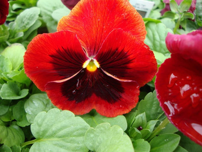 Quentova Red blotch pansy seeds SWISS GIANTS SCARLET-HQL-6G Seed(100 per packet)